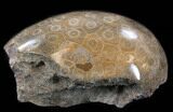 Thick Polished Fossil Coral Head - Morocco #35356-2
